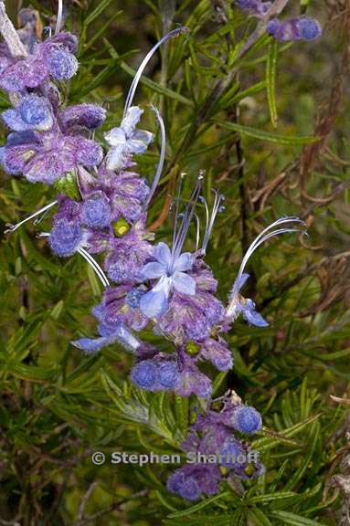 trichostema lanatum 2 graphic